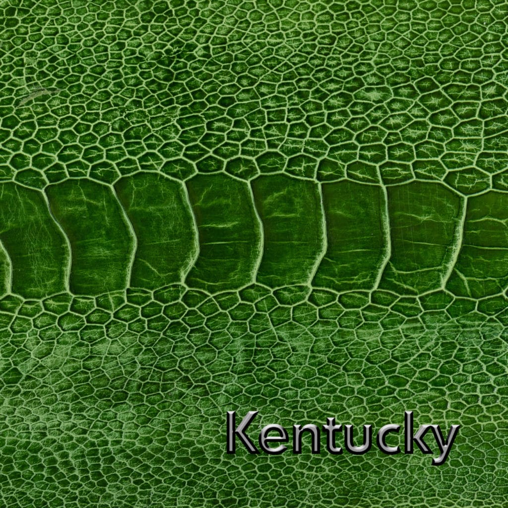 Kentucky Green Leather Swatch Product Photography 